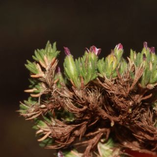 Sandras dağı-Köyceğiz