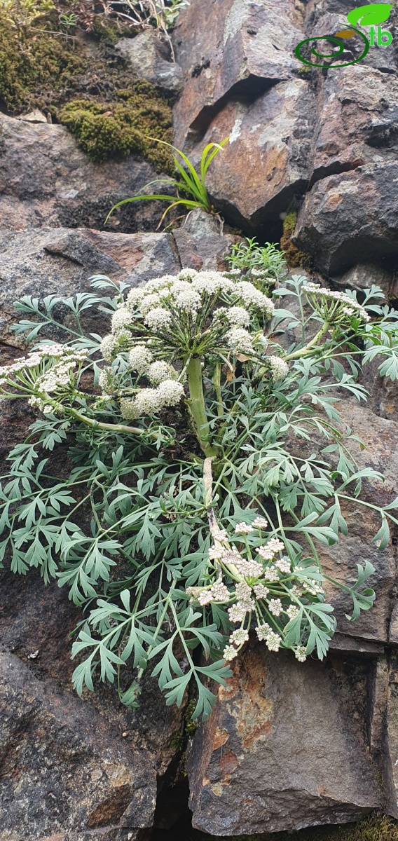 Trabzon
