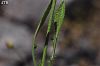 subsp. pilifera-Alanya