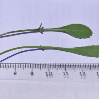 subsp. pilifera-Alanya