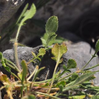 subsp. pilifera-Alanya