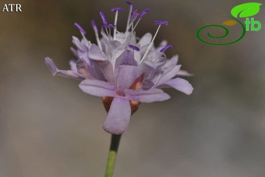 subsp. gazipashensis-Alanya