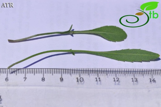 subsp. pilifera-Alanya