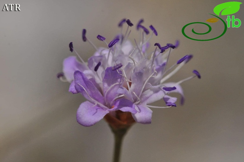 subsp. gazipashensis-Alanya
