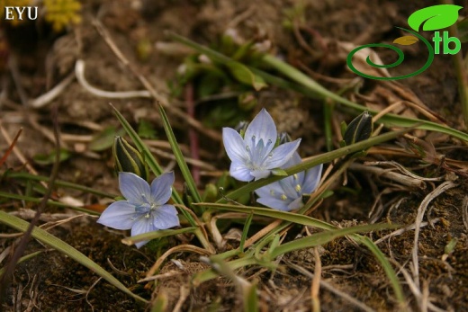 Azerbaycan