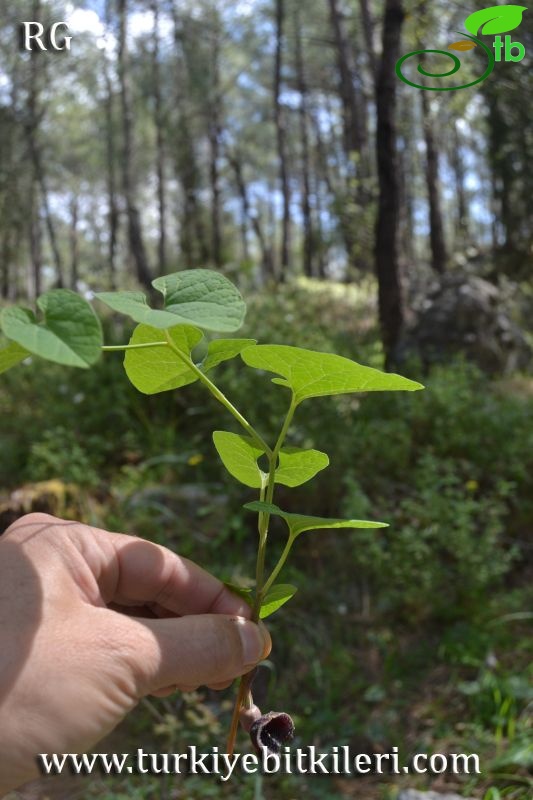 Marmaris-Muğla