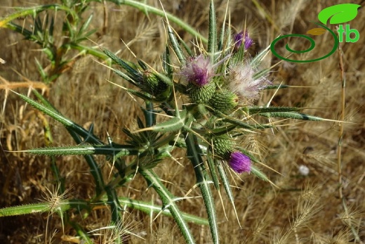 Gökçeada