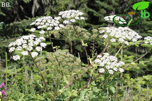 Ilgaz dağları