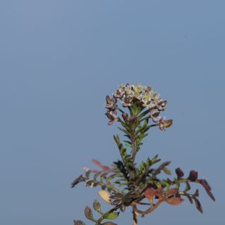 Fethiye-Muğla