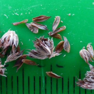 Ssp pyramidatus-Antalya