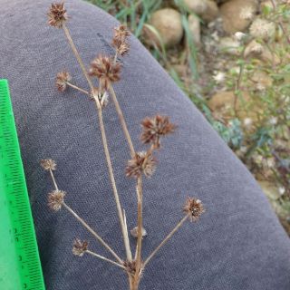 Ssp pyramidatus-Antalya