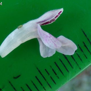 Köprülü kanyon- Antalya