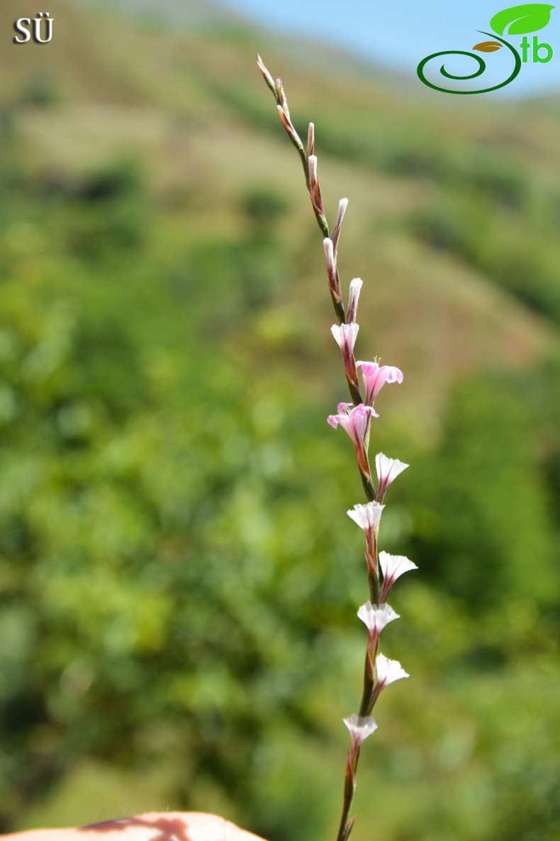 var balansae-Tunceli