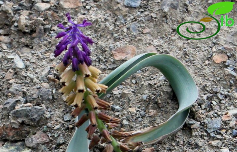Tunceli