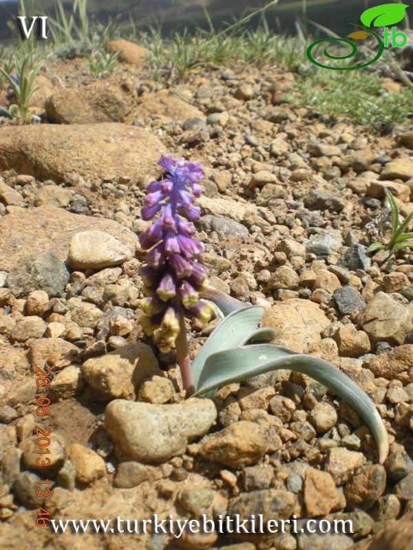 Erzincan