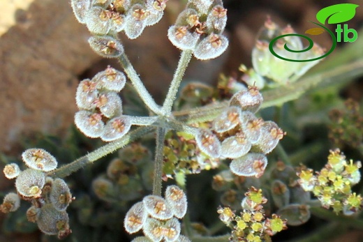 Bolkar dağları