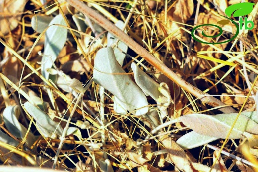 Eğirdir