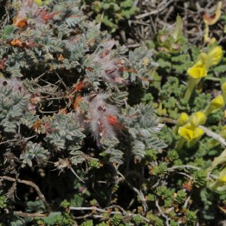 İzmir