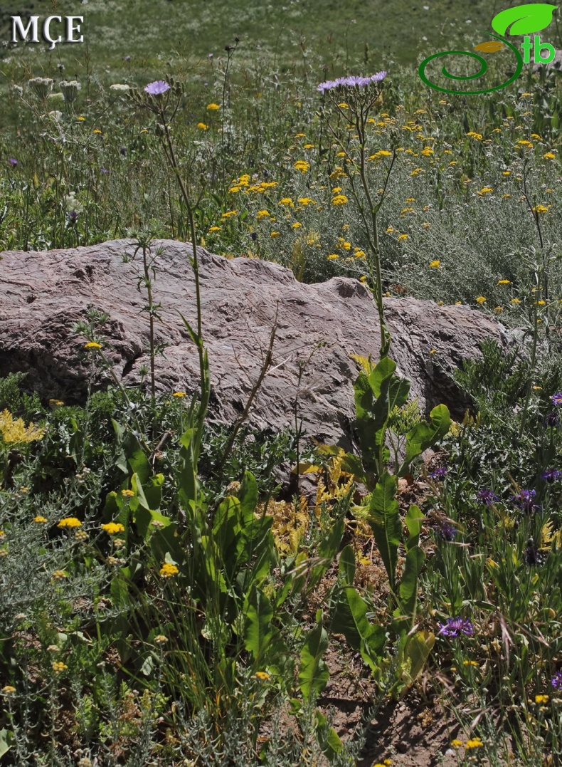 Hakkari