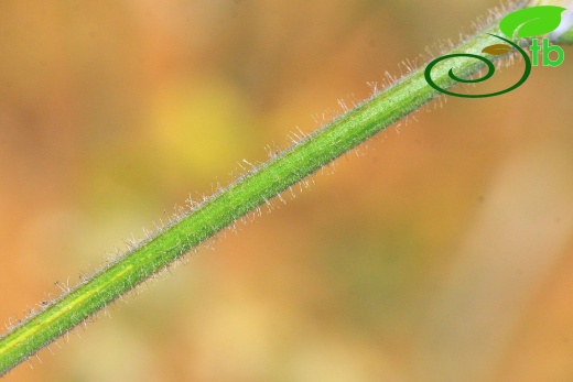 Gazipaşa