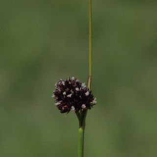Hakkari