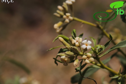 subsp. turcica- Hakkari