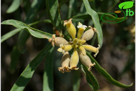 subsp. turcica - Şırnak
