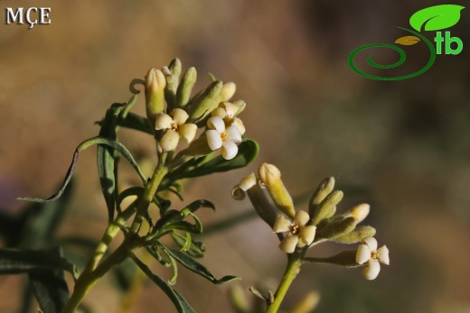 subsp. turcica- Hakkari