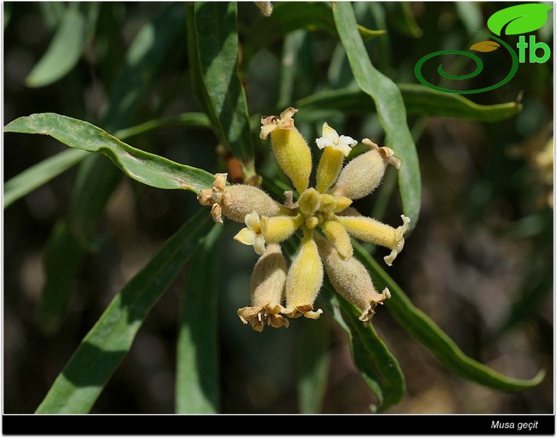 subsp. turcica - Şırnak