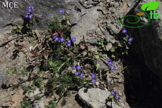 Hakkari