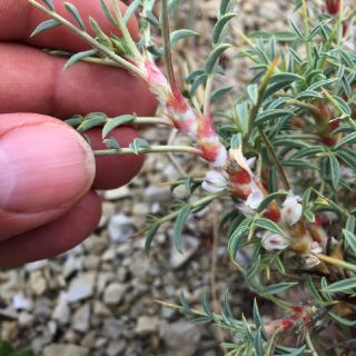 ssp pseudocaspius- Beypazarı-Ankara