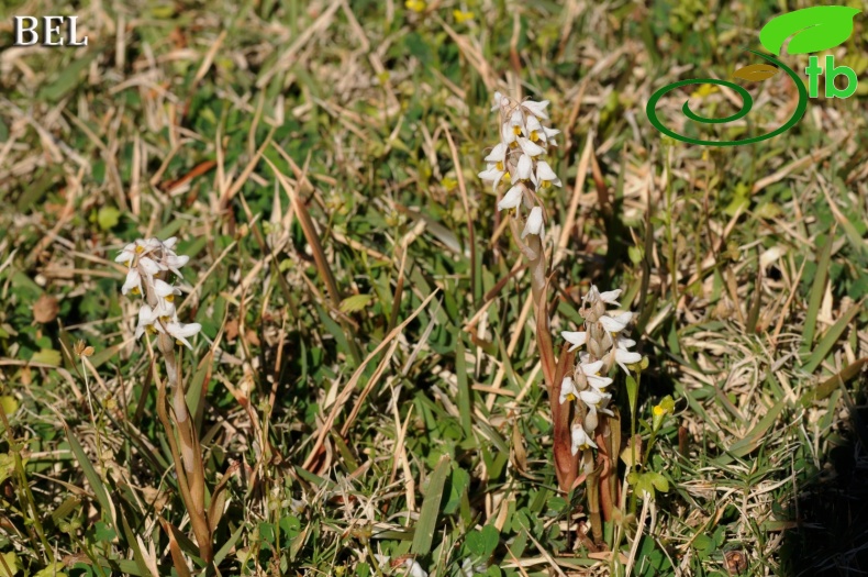 Ortaca- Muğla