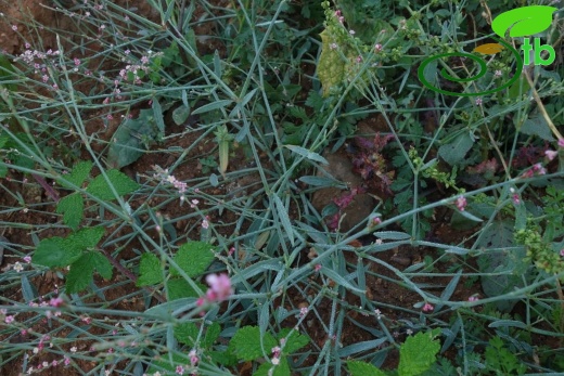 subsp. pulchellum- Istanbul