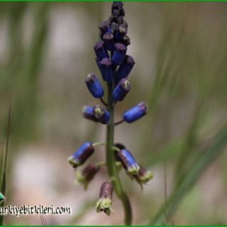 Gündoğmuş-Antalya