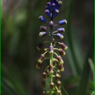 Bellevalia matthewii 