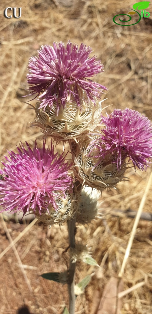 Kahramanmaraş