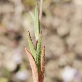 subsp. vivianii- Şanlıurfa