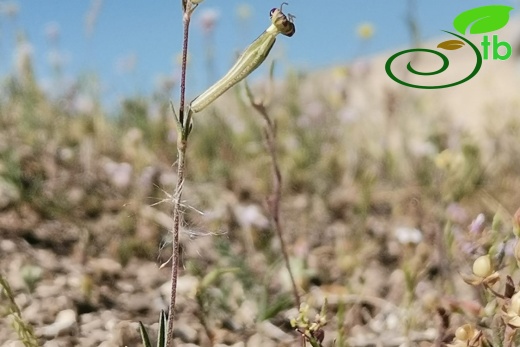 subsp. vivianii- Şanlıurfa