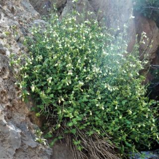 Hakkari
