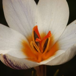 Yılanlı dağları- Muğla