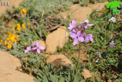 Sandras dağı