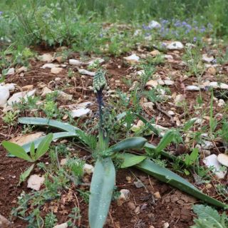 Kahramanmaraş