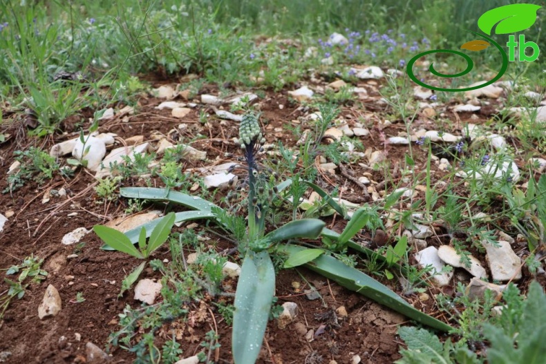 Kahramanmaraş