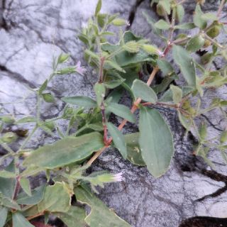 var. elatior- Akseki