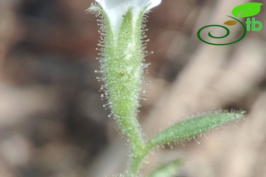 var. elatior- Akseki
