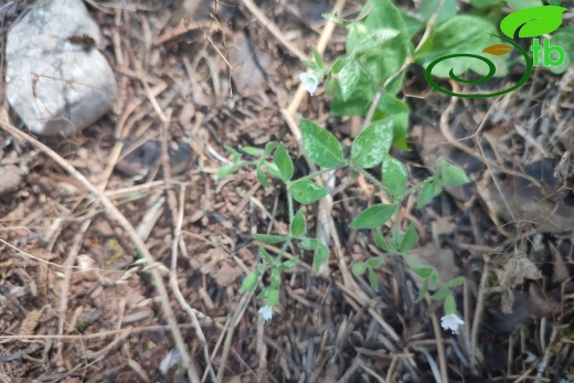 var. elatior- Akseki