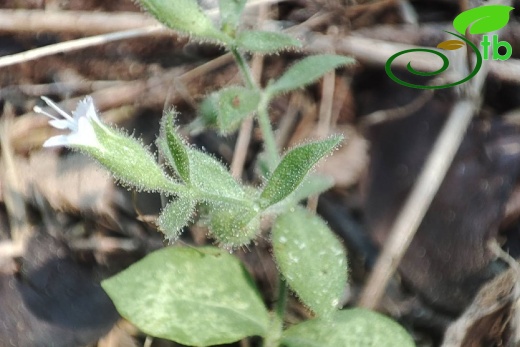 var. elatior- Akseki