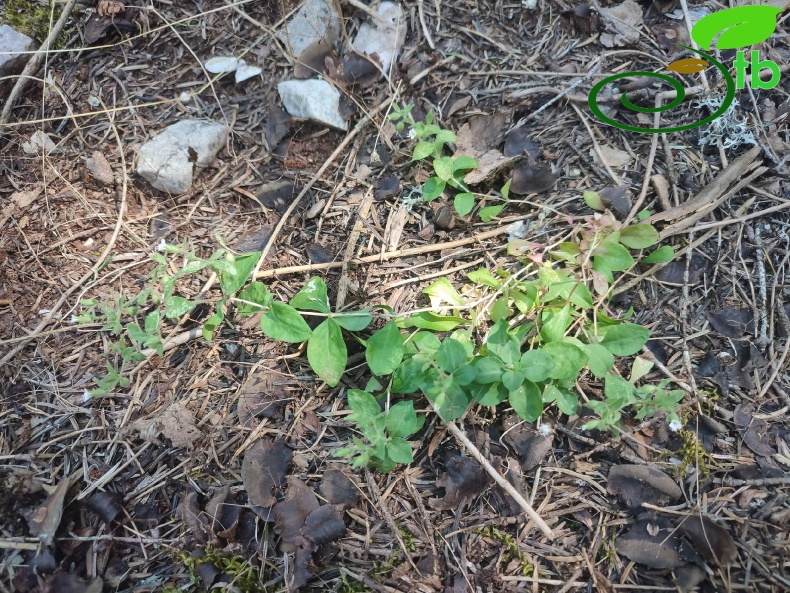 var. elatior- Akseki