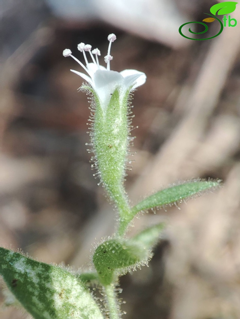 var. elatior- Akseki