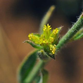 Gündoğmuş-Antalya